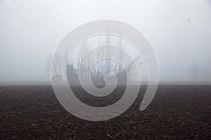 Group of bare trees in the fog in the middle of a ploughed field