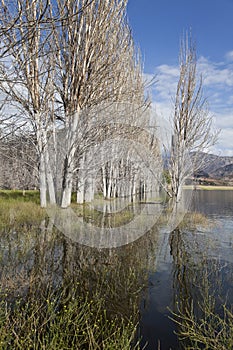 Group of bare trees in a lake near Potrerillos.