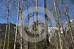 Group of bare trees in near of KlÃÂ¶ntalersee lake