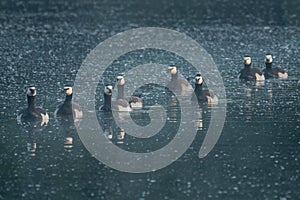 Group of barnacle geese swimming on dark water