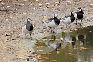 Barnacle geese photo