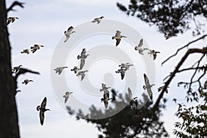 Group of Barnacle goose in Finland