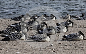 Group of Barnacle goose near the water