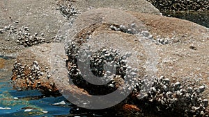 Group of barnacles and limpets on textured rock at low tide. Old stone wall covered with barnacles. Detail of attached