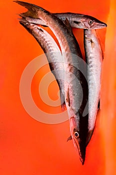 Group of barracuda fish isolated on orange background