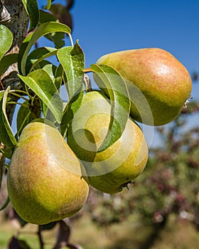 Group of Bartlett pears in an orchard photo