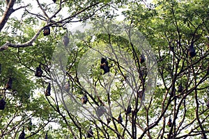 group of bat bird or flying fox hanged on a large tree