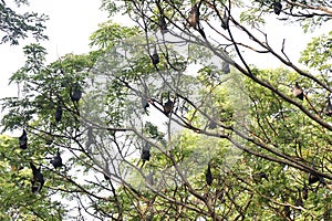 group of bat bird or flying fox hanged on a large tree