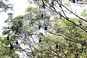 group of bat bird or flying fox hanged on a large tree