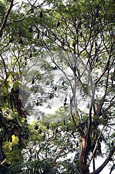 group of bat bird or flying fox hanged on a large tree