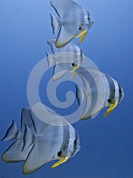 Group of bat fish