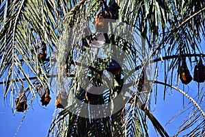 Group of Bat flying fox photo