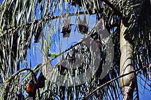 Group of Bat flying fox photo