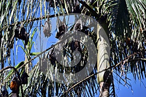 Group of Bat flying fox photo