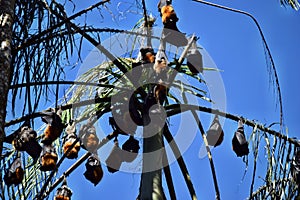 Group of Bat flying fox photo