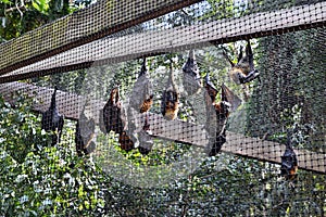 Group of Bat flying fox photo