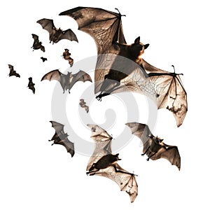 A Group of Bats Flying in Formation, One Large Bat Leading the Way photo