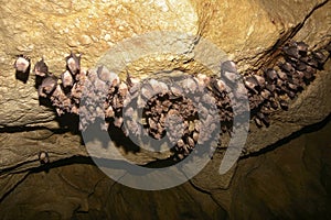 Group of bats hibernating in the cave