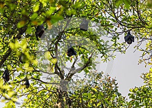 Group of Bats sleeping on tree.