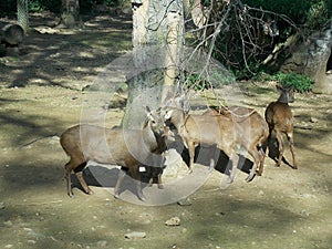 Group of bawean deer in Taman Safari Park Cisarua Bogor Indonesia photo