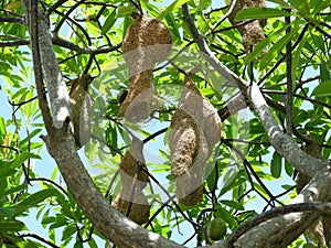 Group of Baya Weaver (Ploceus philippinus) bird nest on tree