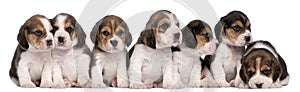 Group of Beagle puppies, 4 weeks old, sitting