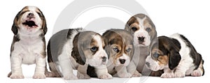 Group of Beagle puppies, 4 weeks old, sitting