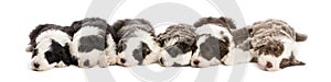 Group of Bearded Collie puppies, 6 weeks old