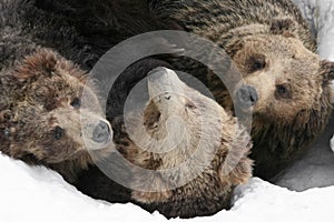 Group of bears