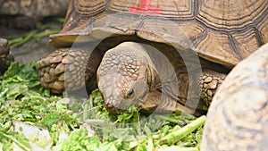 Group of beautiful aged African spurred tortoise in zoo park eating fresh vegetables as human pet friend. Turtles eating green