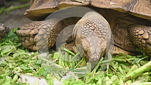 Group of beautiful aged African spurred tortoise in zoo park eating fresh vegetables as human pet friend. Turtles eating green