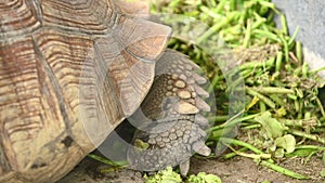 Group of beautiful aged African spurred tortoise in zoo park eating fresh vegetables as human pet friend. Turtles eating green