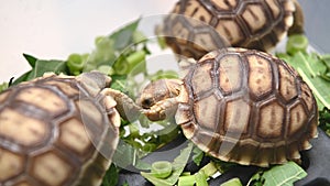 Group of beautiful baby African spurred tortoise in plastic box eating fresh vegetables as human pet friend. Turtles eating green