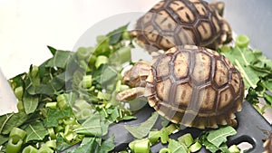 Group of beautiful baby African spurred tortoise in plastic box eating fresh vegetables as human pet friend. Turtles eating green