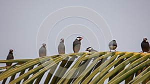 Group of beautiful bird Java sparrow & x28;Lonchura oryzivora