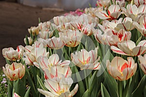 Group of beautiful bouquet white tulip