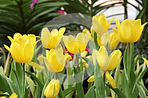 Group of beautiful bouquet yellow tulip