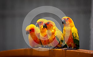 Group of beautiful and bright yellow colored Sun Parakeets sitting over a handle bar