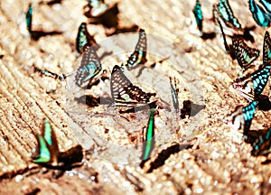 Group of beautiful butterfly.