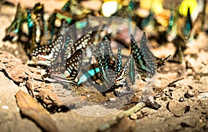 Group of beautiful butterfly.