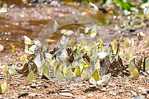 Group of Beautiful butterfly on the ground in Ban Krang Camp, Kaeng Krachan National Park at Thailand