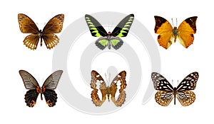 Group of beautiful butterfly on white background. Insect. Animal