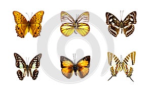 Group of beautiful butterfly on white background. Insect. Animal