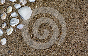 A Group of Beautiful Small Seashells with copy space.