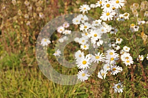 Group of beautiful cute daisy white flowers in the afternoon in Autumn