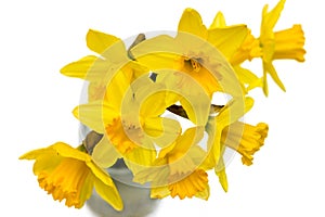 Group of beautiful Daffodil flowers isolated against white
