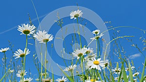 Group of beautiful daisies with yellow buttercups. Wild meadow flowers against blue sky swaying in light wind. Low angle