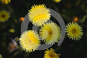 Group of beautiful dandelions with green background