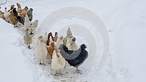 Group of beautiful domestic white hens and black rooster are walking through snow on a snowy winter day