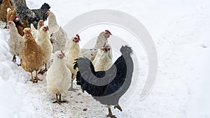 Group of beautiful domestic white hens and black rooster are walking through snow on a snowy winter day